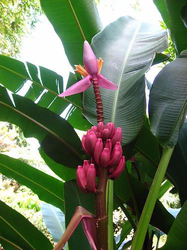 Banana Tree